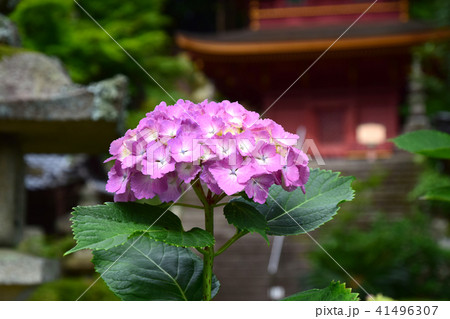 長命寺のアジサイ 長命寺のアジサイ 41496307