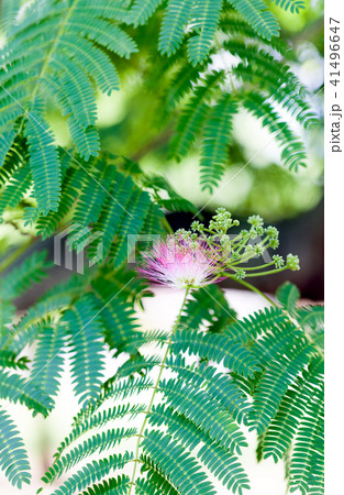 合歓の木　ねむの木　ネムノキ　ネムの木　合歓の花　ネムの花　ねむの花 41496647