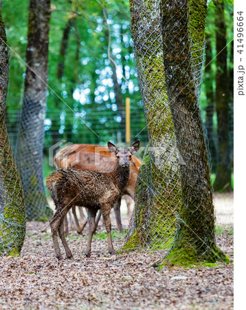 Roe deer gazing in park 41496664
