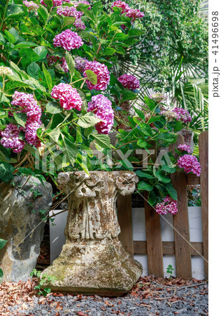 Purple flowers growing along fence in garden 41496698