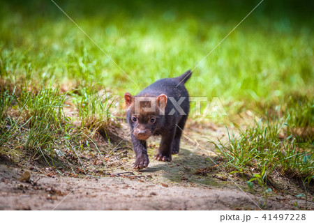 Portrait of a bush dog puppy Portrait of a bush dog puppy 41497228