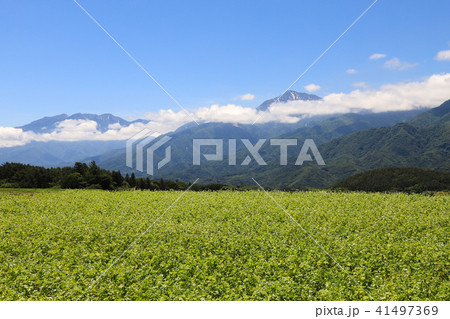 富士見高原と甲斐駒ケ岳　富士見町 41497369