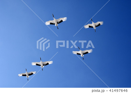 飛翔するタンチョウ 41497646