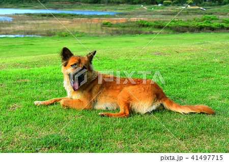 Dog Cute Smile Sitting in grass playing outside Dog Cute Smile Sitting in grass playing outside 41497715