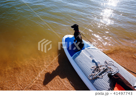 Dachshund sitting on windsurf board at the beach. Cute black doggy is loving surf Dachshund sitting on windsurf board at the beach. Cute black doggy is loving surf 41497743