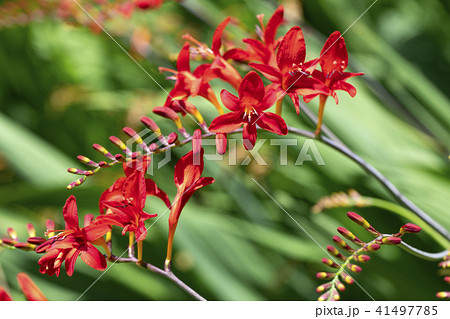 クロコスミアの花の写真素材