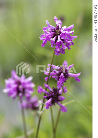 ベトニーの花 ベトニーの花 41497791