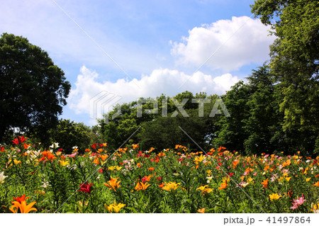 青空の下で満開になった百合の花(5) 41497864