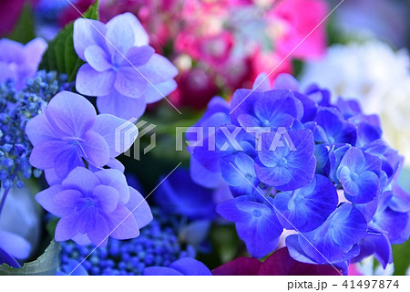 紫陽花 アジサイ 紫陽花 アジサイ 41497874