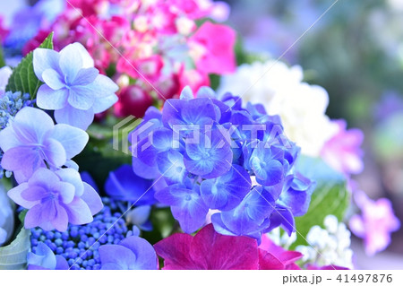 紫陽花 アジサイ 紫陽花 アジサイ 41497876