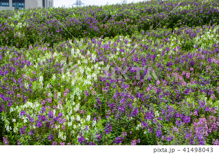 紫色 紫 パープル 41498043