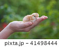 Female hands holding a chick in chicken farm 41498444