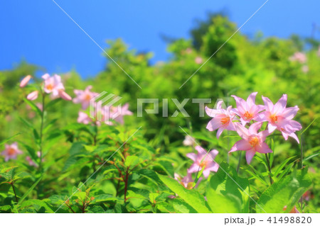 ひめさゆり 41498820