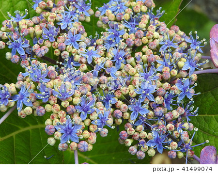 カラフルな「ガクアジサイ」の花 カラフルな「ガクアジサイ」の花 41499074