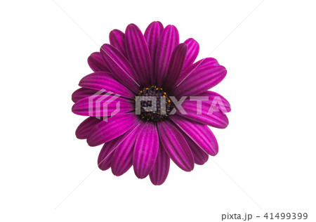 Osteospermum isolated Osteospermum isolated 41499399