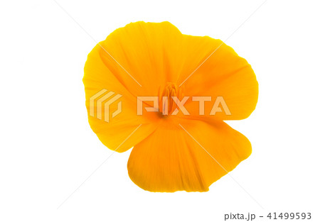 Californian poppy flower isolated 41499593