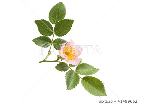 rose hip flower isolated rose hip flower isolated 41499662