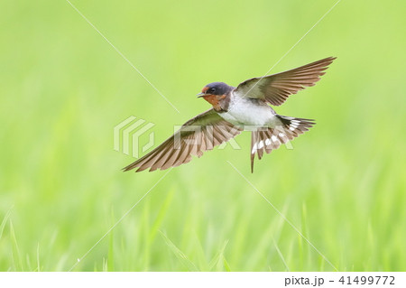 子ツバメ飛翔 41499772