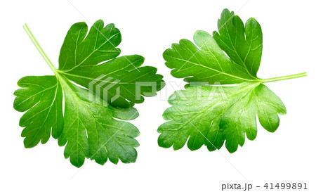 Parsley leaflets p. crispum, top view 41499891