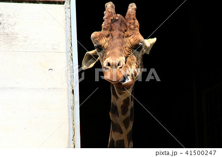大牟田市動物園のキリン 41500247