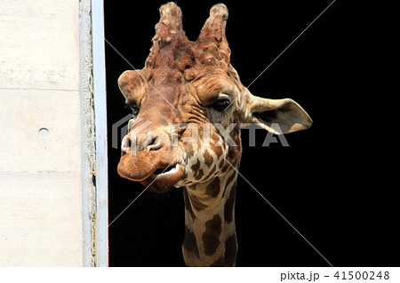 大牟田市動物園のキリン 大牟田市動物園のキリン 41500248