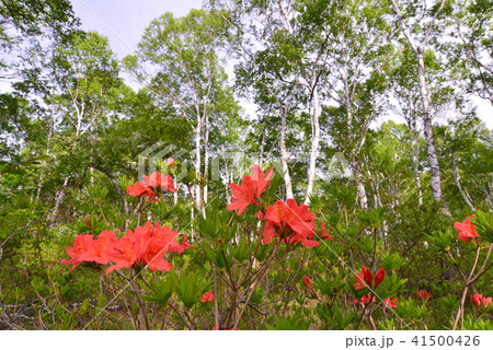 白樺とレンゲツツジ　　長野県八千穂町 41500426