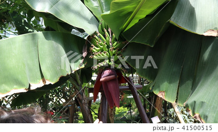 バナナ バナナ 41500515