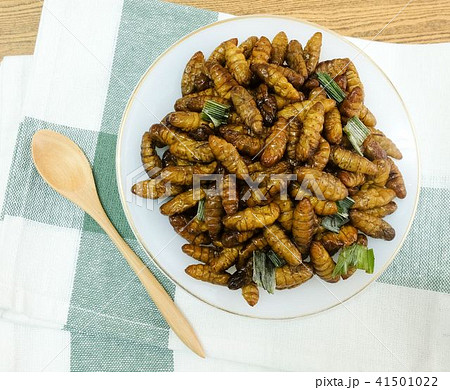 Deep Fried Coconut Worms on A White Dish Deep Fried Coconut Worms on A White Dish 41501022