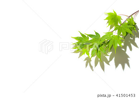 青紅葉 背景 葉 41501453