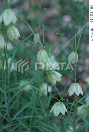 編笠百合 貝母(ばいも) 花言葉は「謙虚な心」 編笠百合 貝母(ばいも) 花言葉は「謙虚な心」 41501466