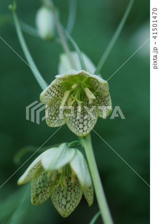 編笠百合 貝母 ばいも 花言葉は 謙虚な心 の写真素材