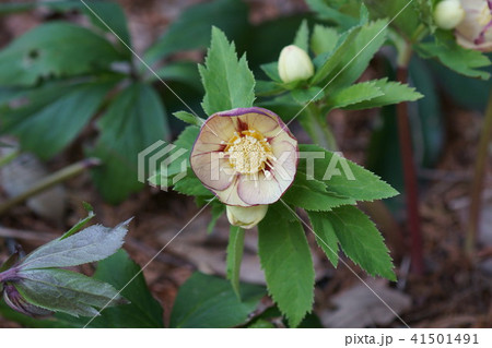 ヘレボルス ピコティ 花言葉は 追憶 の写真素材