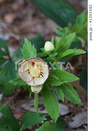 ヘレボルス ピコティ 花言葉は 追憶 の写真素材