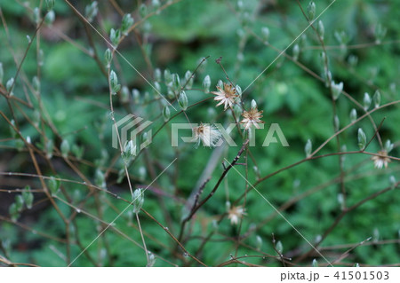 高野箒 コウヤボウキ　花のあと 41501503