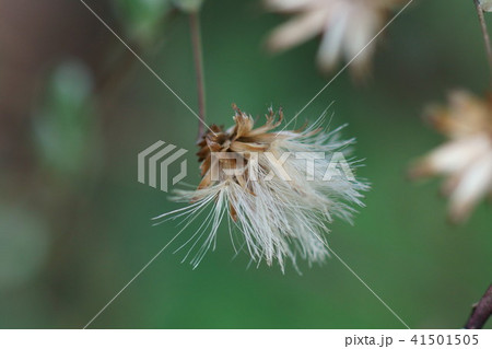 高野箒 コウヤボウキ　花のあと 41501505