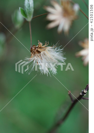 高野箒 コウヤボウキ 花のあと 高野箒 コウヤボウキ 花のあと 41501506
