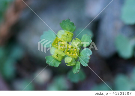 黄金猫の目草 花言葉は 私を忘れないで の写真素材