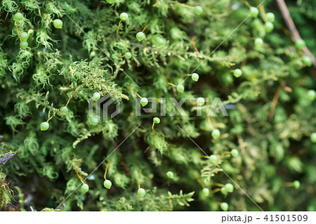玉苔の卵のような蒴 苔の花 の写真素材