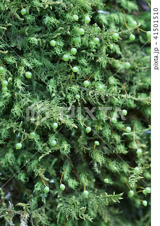 玉苔の卵のような蒴（苔の花） 41501510