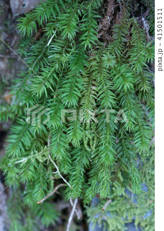 ちょっと大きな小背高杉苔　蓬莱杉苔か？ 41501511