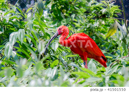 A Scarlet Ibis A Scarlet Ibis 41501550