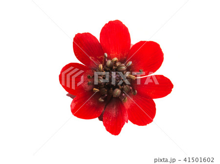 red meadow flower isolated 41501602