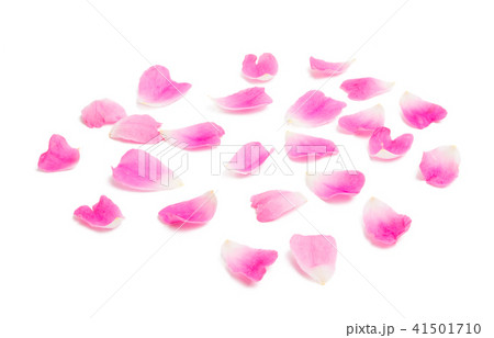 rose petals isolated rose petals isolated 41501710