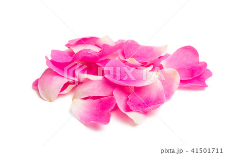 rose petals isolated 41501711