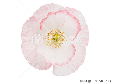 beautiful poppy isolated 41501713
