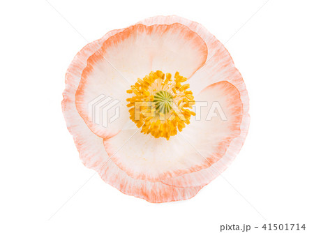 beautiful poppy isolated beautiful poppy isolated 41501714