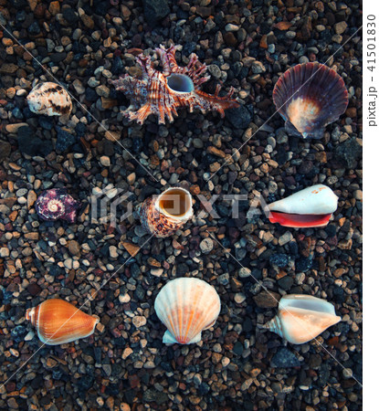 seashell stones background nature seashell stones background nature 41501830