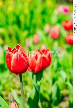 神奈川県 チューリップ畑の写真素材