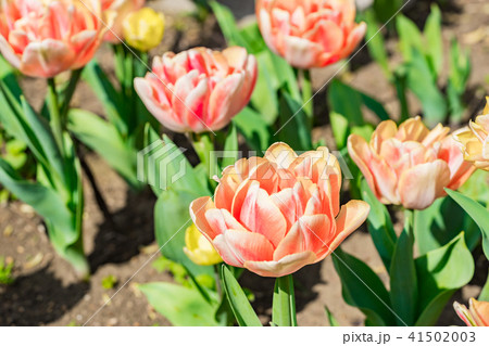 【神奈川県】チューリップ畑 41502003