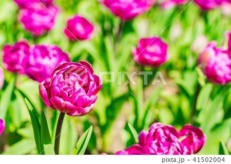 【神奈川県】チューリップ畑 41502004